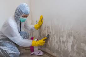 Best Biohazard Mold Removal in Oak Park, CA